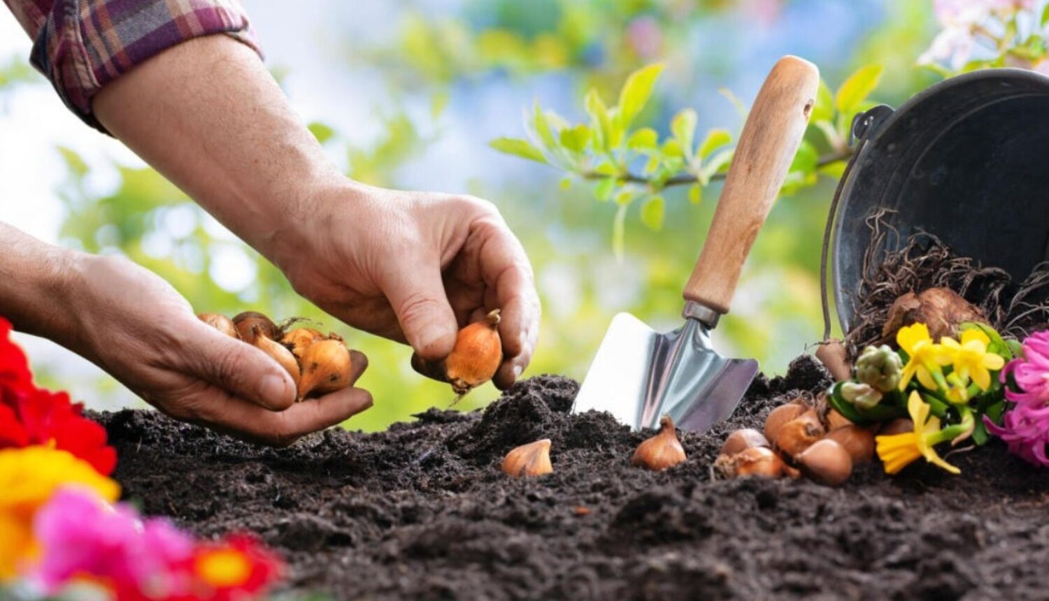 Gardener planting bulbs to usher in a colorful spring garden.